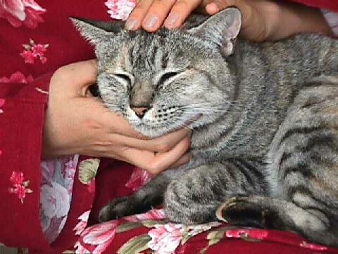 頭をなでてもらっているチコ 頭をなでてもらっているチコ